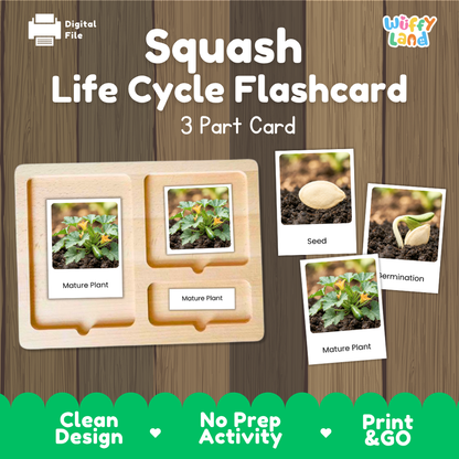 Digital product preview of a 'Squash Life Cycle Flashcard' set by Wiffy Land, showing a wooden 3-part card tray with photos of squash plant stages and seed imagery on a wood-grain background.