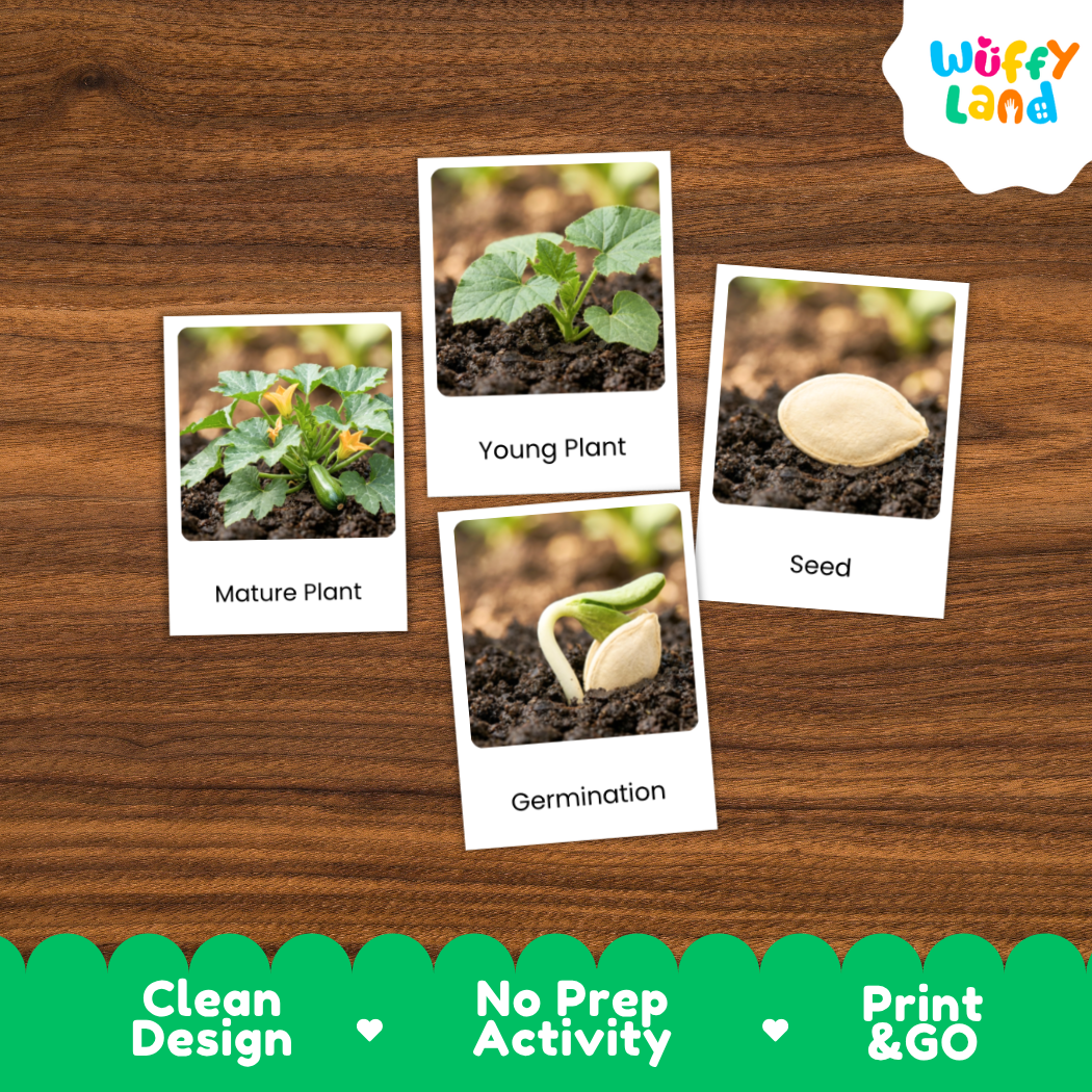 Four educational plant germination cards with labeled photos of a mature plant, young plant, seed, and germination, arranged on a brown wood background. A white cloud logo reading 'Wuffi Land' appears in the top right, and a green banner at the bottom reads 'Clean Design', 'No Prep Activity', and 'Print & GO'.