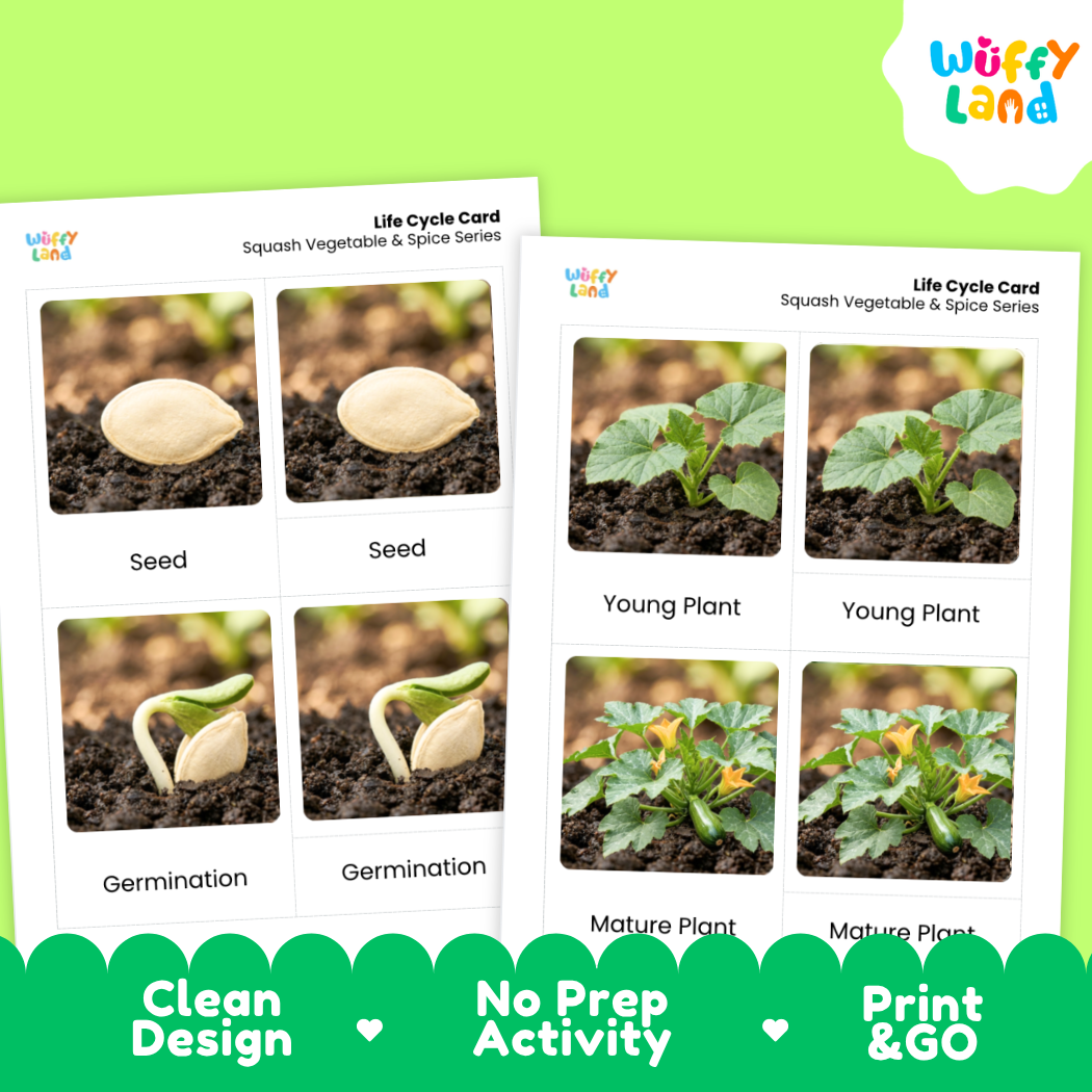 Two printable educational cards titled 'Life Cycle Card' for squash vegetable and spice series, showing seed, germination, young plant, and mature plant stages with photos. The cards are displayed on a bright green background with a white and green 'Wiffy Land' logo in the top right and a green banner at the bottom reading 'Clean Design', 'No Prep Activity', and 'Print & GO'.