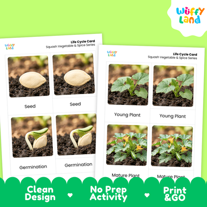 Two printable educational cards titled 'Life Cycle Card' for squash vegetable and spice series, showing seed, germination, young plant, and mature plant stages with photos. The cards are displayed on a bright green background with a white and green 'Wiffy Land' logo in the top right and a green banner at the bottom reading 'Clean Design', 'No Prep Activity', and 'Print & GO'.