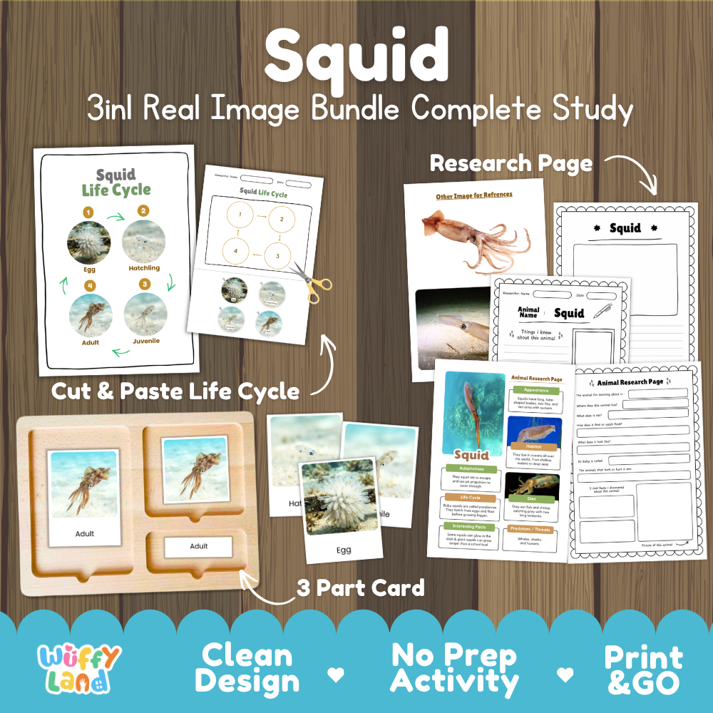 Squid 3-in-1 real image bundle complete study cover showing cut and paste life cycle, 3 part cards, and research pages