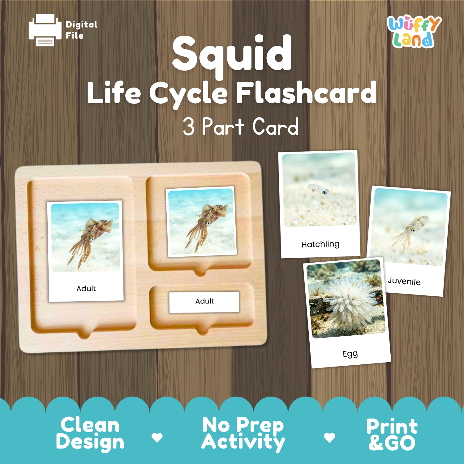 Squid life cycle flashcards set by Wiffy Land, featuring a wooden 3-part card tray with images of adult squid, hatchling, and egg stages, displayed on a wood-grain background with promotional text.