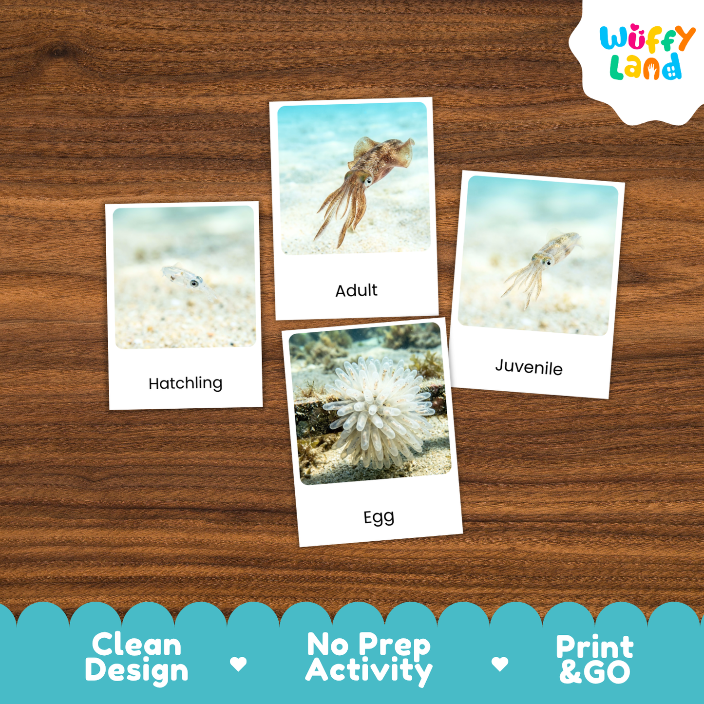 Squid Life Cycle Flashcards - Montessori 3 Part Cards Printable Activity