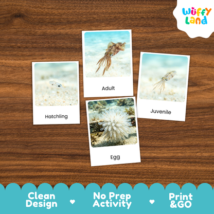 Squid Life Cycle Flashcards - Montessori 3 Part Cards Printable Activity