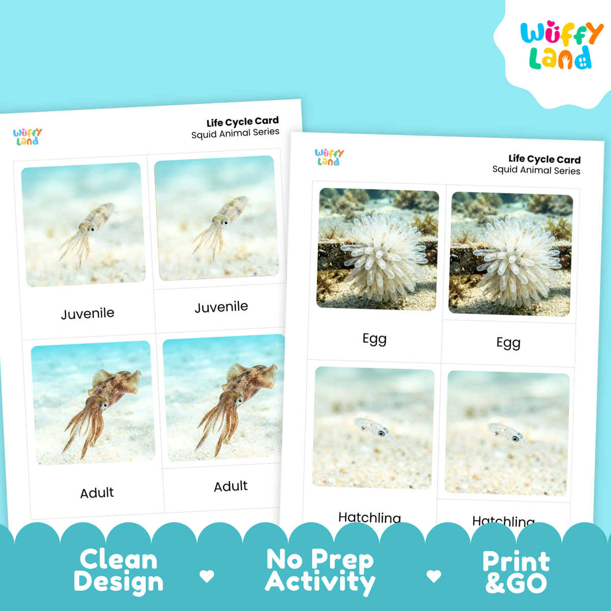 Two printed squid life cycle cards shown on a bright blue background. The cards feature labeled photos of squid stages: egg, hatchling, juvenile, and adult.