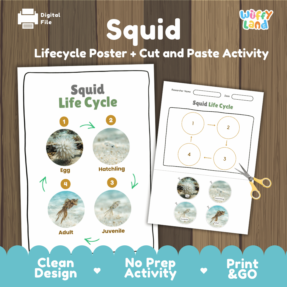 Squid Life Cycle Poster and Cut and Paste Activity Worksheets