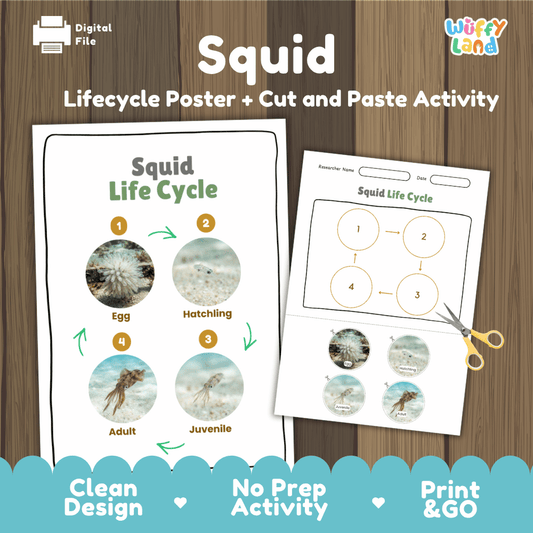 Squid life cycle sequencing reference chart and cut and paste student worksheet with 4 developmental stages