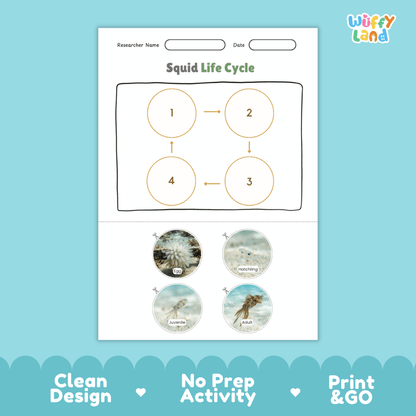 Squid Life Cycle Poster and Cut and Paste Activity Worksheets
