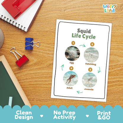 Squid Life Cycle Poster and Cut and Paste Activity Worksheets