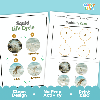 Squid Life Cycle Poster and Cut and Paste Activity Worksheets