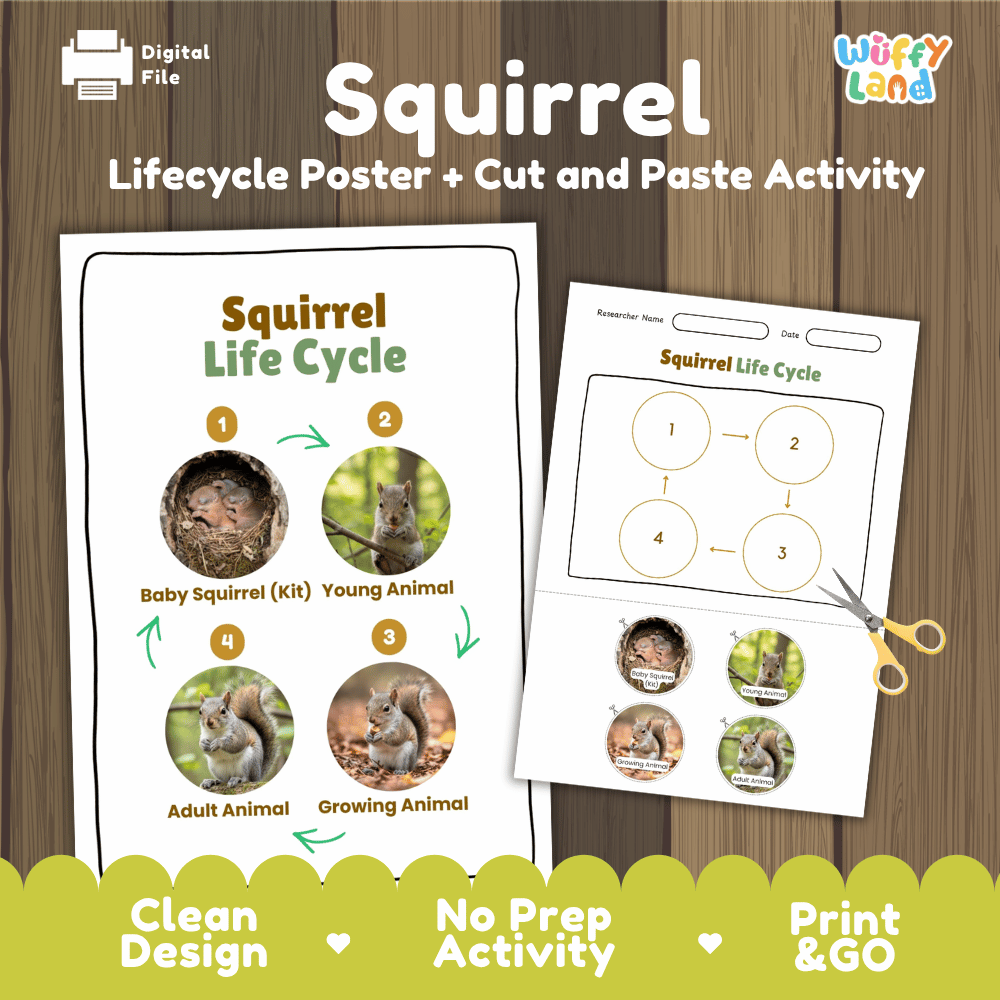 Squirrel Life Cycle Poster and Cut and Paste Activity Worksheets