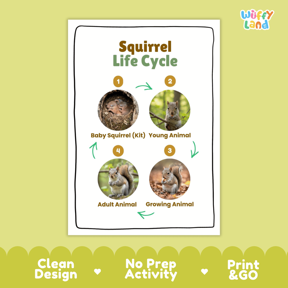Squirrel Life Cycle Poster and Cut and Paste Activity Worksheets