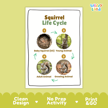 Squirrel Life Cycle Poster and Cut and Paste Activity Worksheets