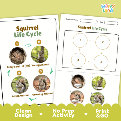 Squirrel Life Cycle Poster and Cut and Paste Activity Worksheets