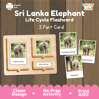 Sri Lanka Elephant Life Cycle Flashcards | Montessori 3 Part Cards Mammal Activity