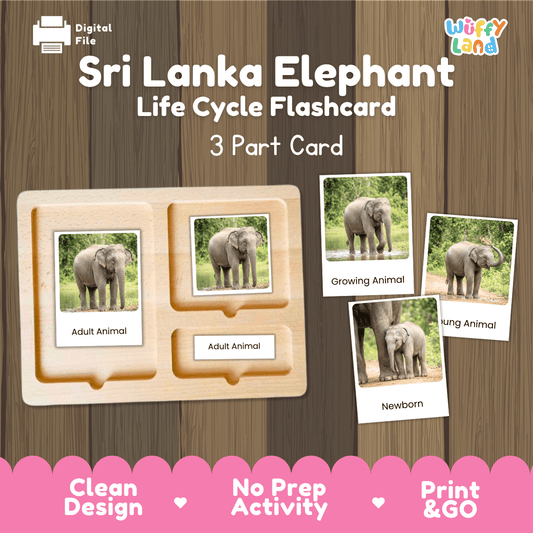 Montessori 3-part photo cards for Sri Lanka elephant life cycle shown on wooden tray paired with animal research report worksheets and reference photo page