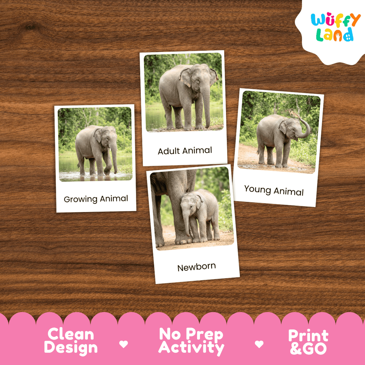 Sri Lanka Elephant Life Cycle Flashcards | Montessori 3 Part Cards Mammal Activity