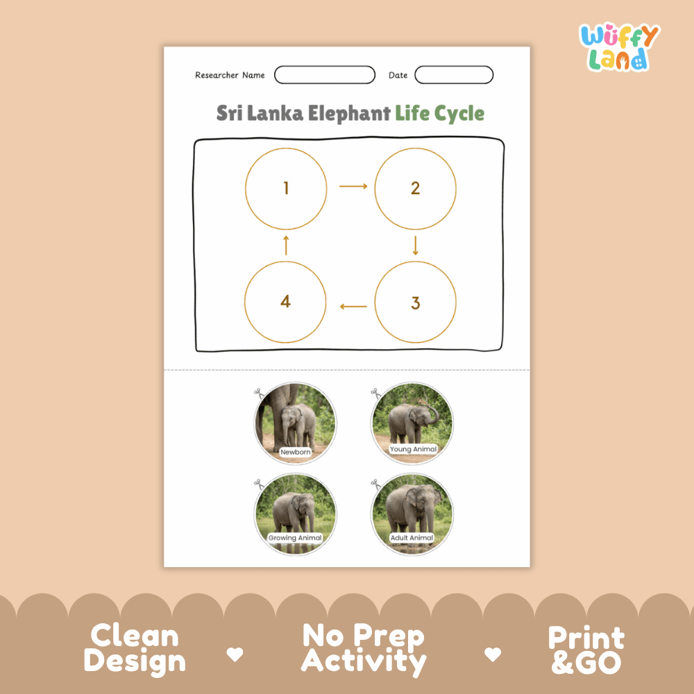 Sri Lanka Elephant Life Cycle Poster and Cut and Paste Activity Worksheets