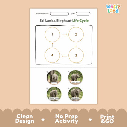 Sri Lanka Elephant Life Cycle Poster and Cut and Paste Activity Worksheets