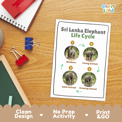 Sri Lanka Elephant Life Cycle Poster and Cut and Paste Activity Worksheets
