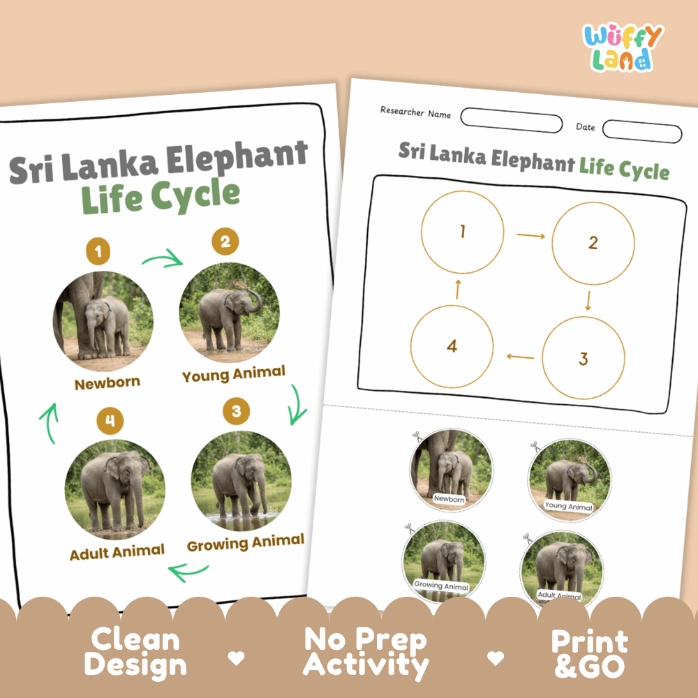 Sri Lanka Elephant Life Cycle Poster and Cut and Paste Activity Worksheets