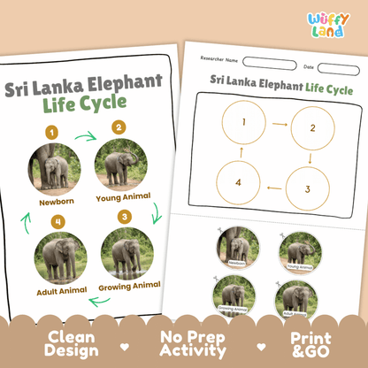 Sri Lanka Elephant Life Cycle Poster and Cut and Paste Activity Worksheets