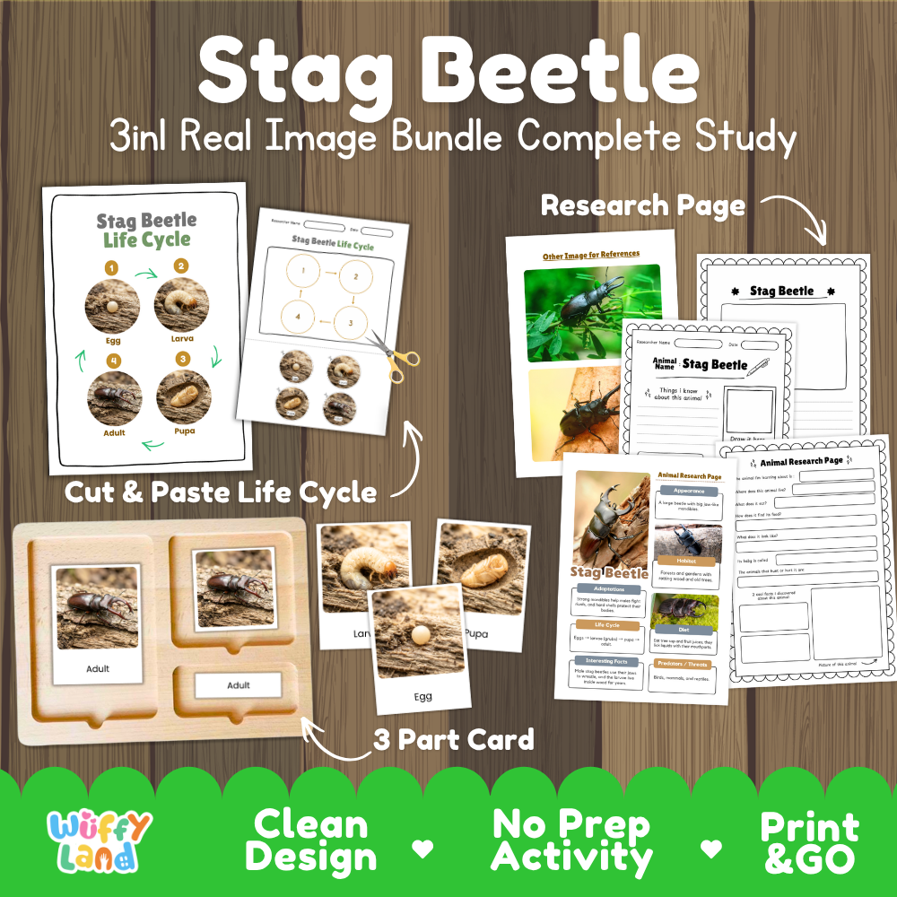 Stag Beetle 3-in-1 real image bundle complete study cover showing cut and paste life cycle, 3 part cards, and research pages