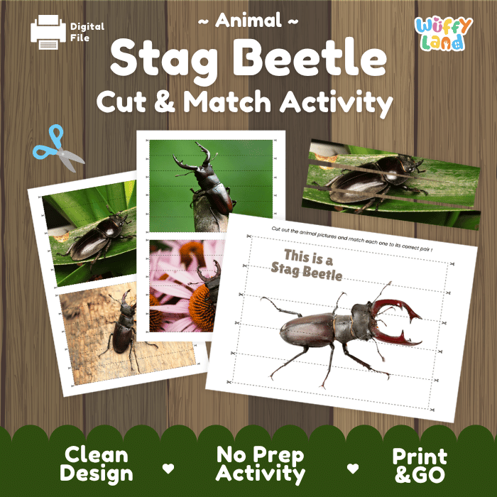 Stag Beetle Cut and Match Activity Worksheets | Animal Puzzle Printables
