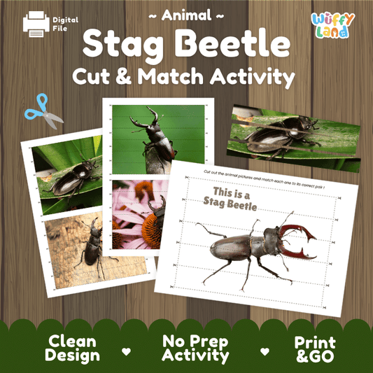 Stag Beetle Cut and Match Activity Worksheets | Animal Puzzle Printables
