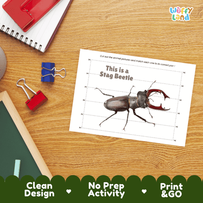 Stag Beetle Cut and Match Activity Worksheets | Animal Puzzle Printables