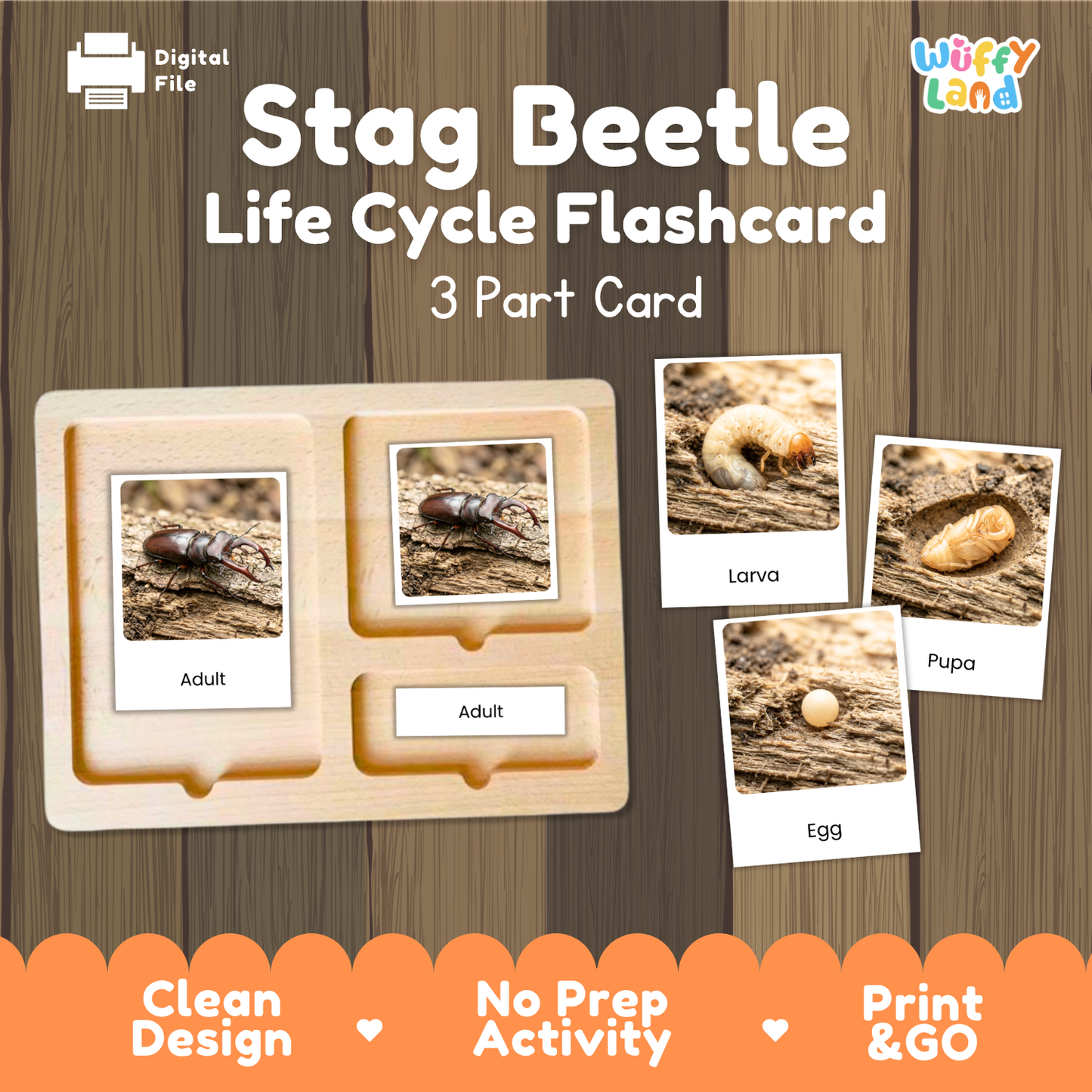 Stag Beetle Life Cycle Flashcard 3 Part Cards Science Activity Printable