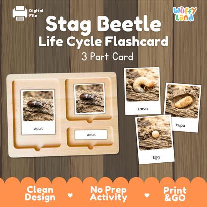 Stag Beetle Life Cycle Flashcard 3 Part Cards Science Activity Printable