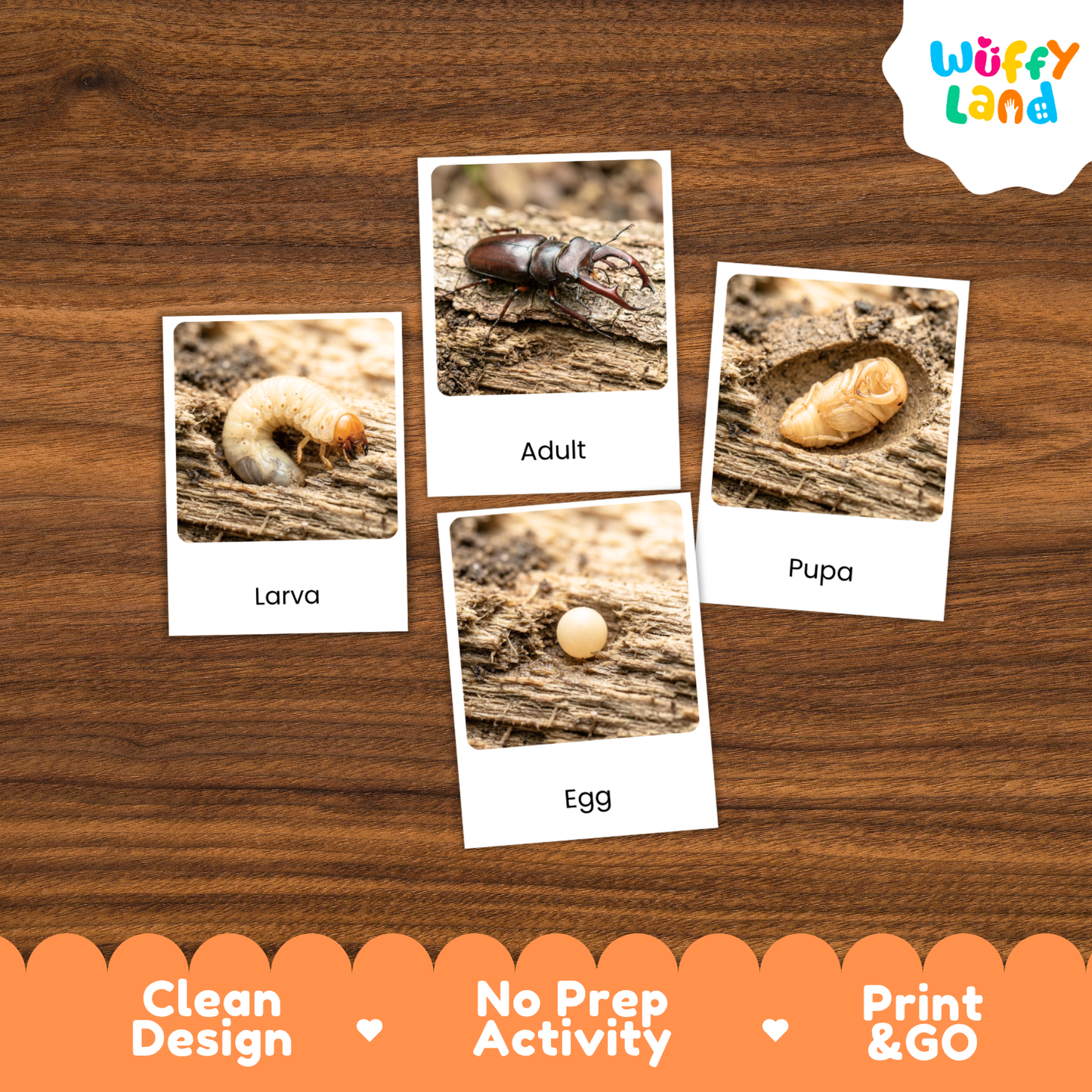 Stag Beetle Life Cycle Flashcard 3 Part Cards Science Activity Printable