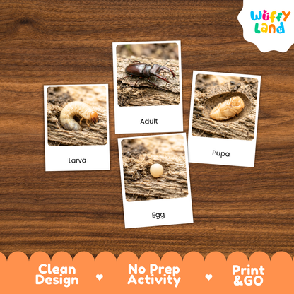 Stag Beetle Life Cycle Flashcard 3 Part Cards Science Activity Printable