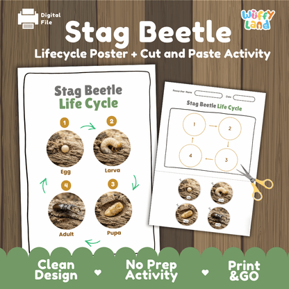 Stag Beetle Life Cycle Poster and Cut and Paste Activity Worksheets