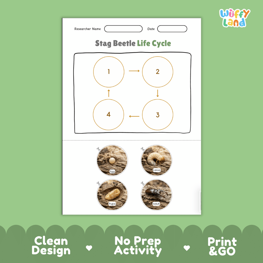 Stag Beetle Life Cycle Poster and Cut and Paste Activity Worksheets