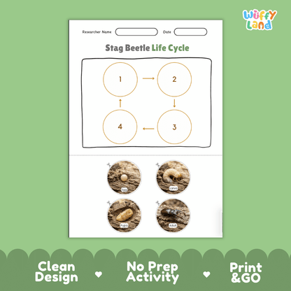 Stag Beetle Life Cycle Poster and Cut and Paste Activity Worksheets