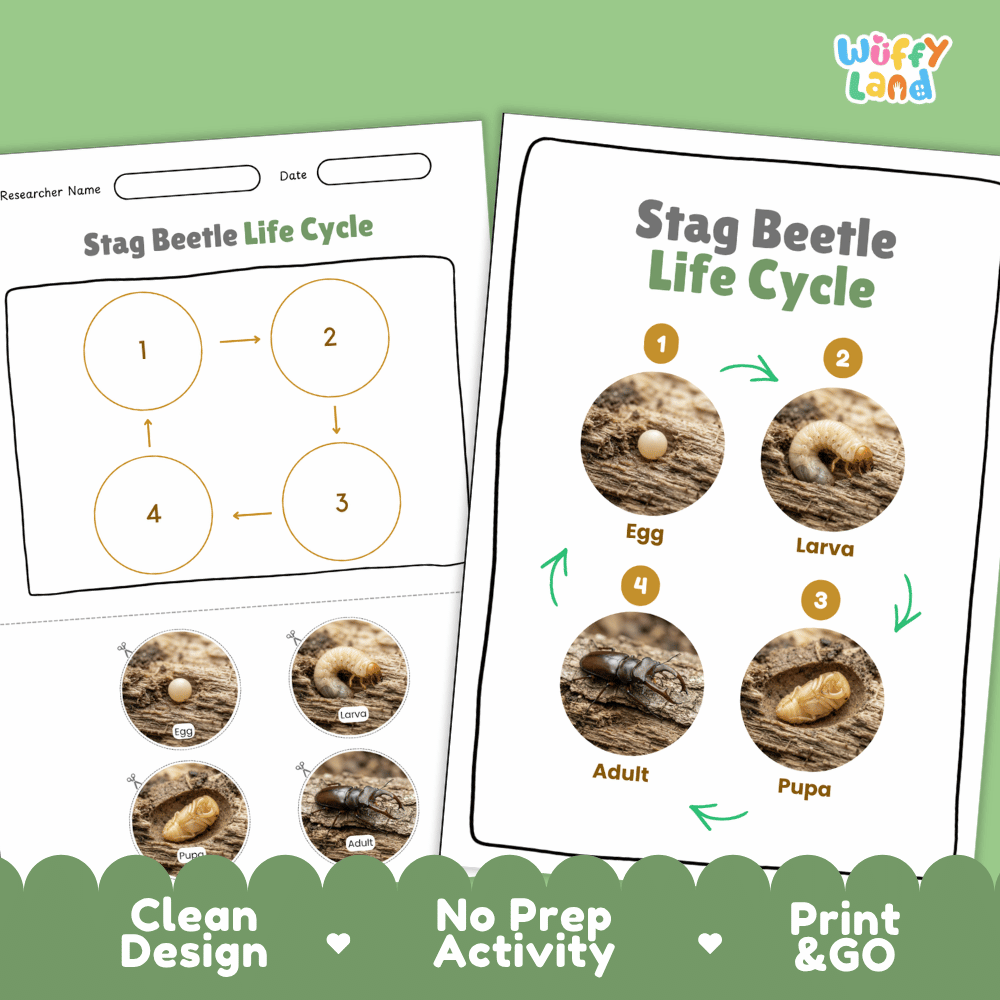 Stag Beetle Life Cycle Poster and Cut and Paste Activity Worksheets