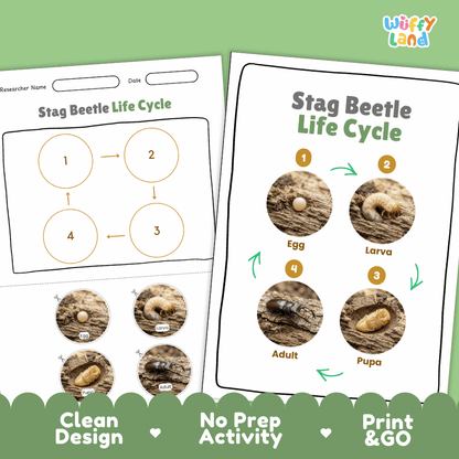 Stag Beetle Life Cycle Poster and Cut and Paste Activity Worksheets