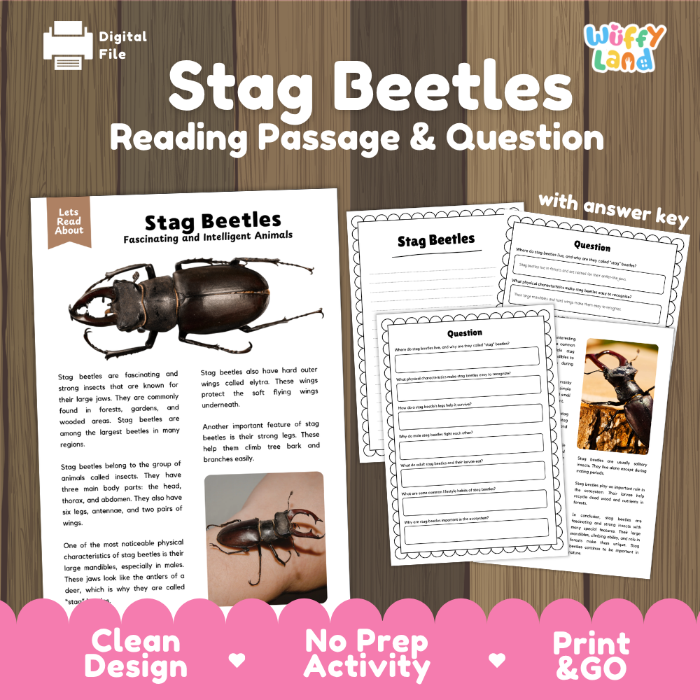 Digital educational activity sheet set about stag beetles, including a reading passage, comprehension questions, and an answer key, displayed on a wood background with promotional text at the bottom.