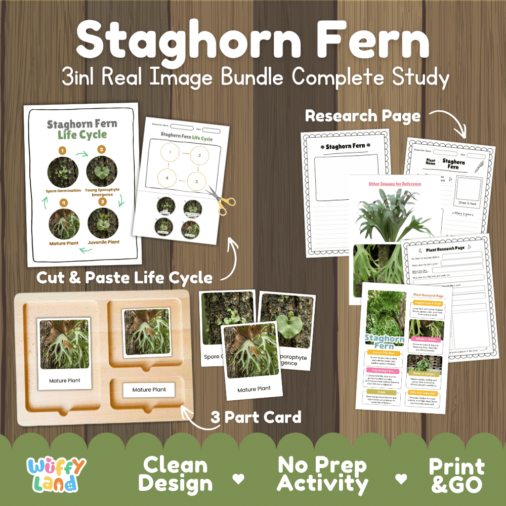 Staghorn fern plant 3in1 real image bundle complete study printable featuring life cycle cut and paste worksheets, Montessori 3-part cards, and research pages