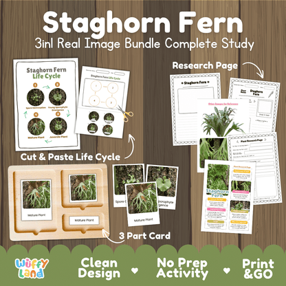 Staghorn fern plant 3in1 real image bundle complete study printable featuring life cycle cut and paste worksheets, Montessori 3-part cards, and research pages