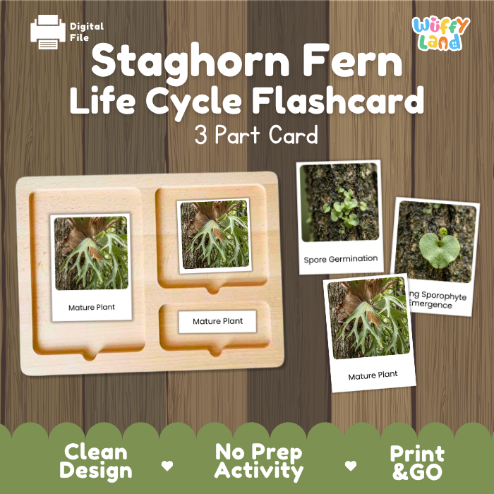 Staghorn Fern Life Cycle Flashcard set by Wiffy Land, featuring a 3-part wooden card tray showing spore germination and mature plant stages, displayed on a wood-grain background with product features listed at the bottom.