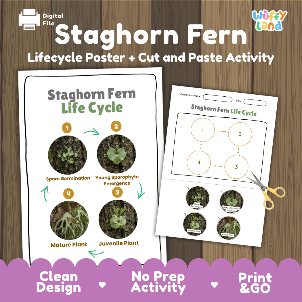 Staghorn Fern Life Cycle Poster and Cut and Paste Activity Worksheet
