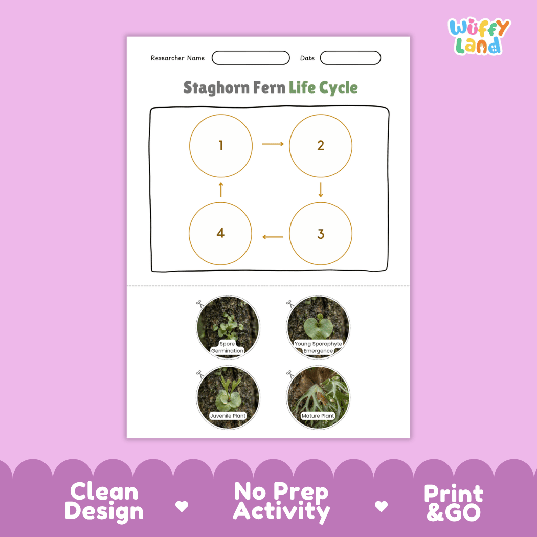 Staghorn Fern Life Cycle Poster and Cut and Paste Activity Worksheet