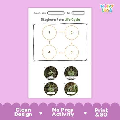 Staghorn Fern Life Cycle Poster and Cut and Paste Activity Worksheet