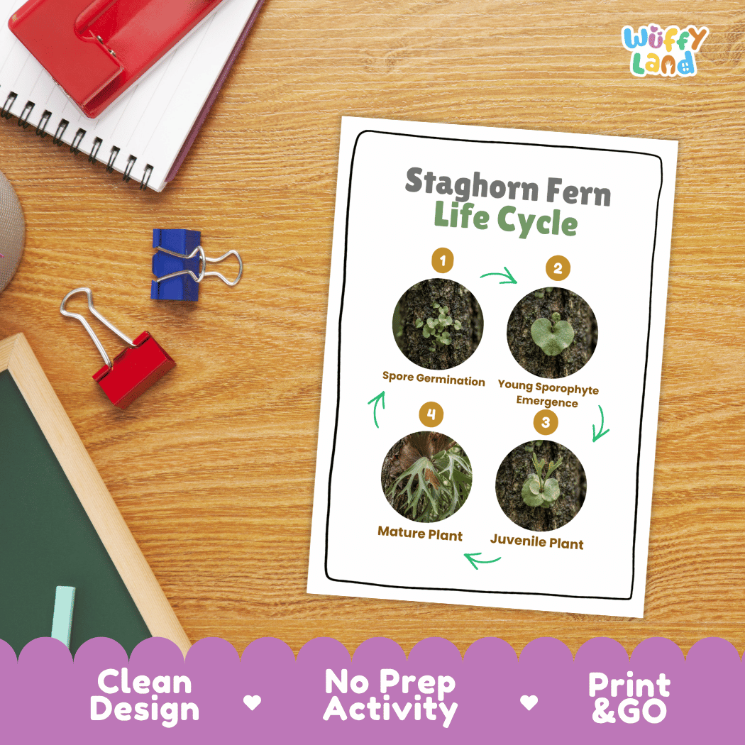 Staghorn Fern Life Cycle Poster and Cut and Paste Activity Worksheet