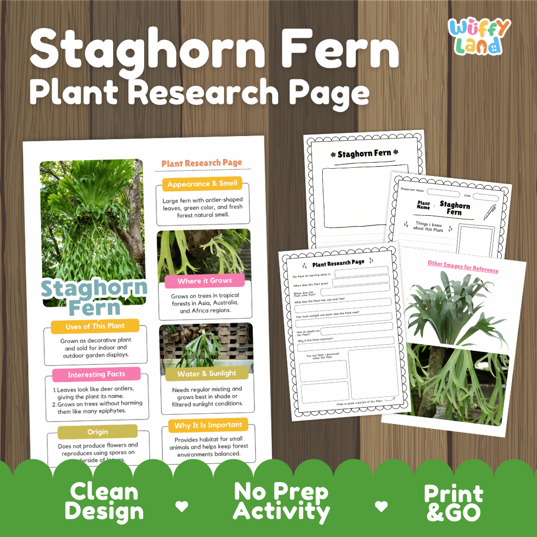 Staghorn Fern Plant Research Page Worksheets and Fact Sheet