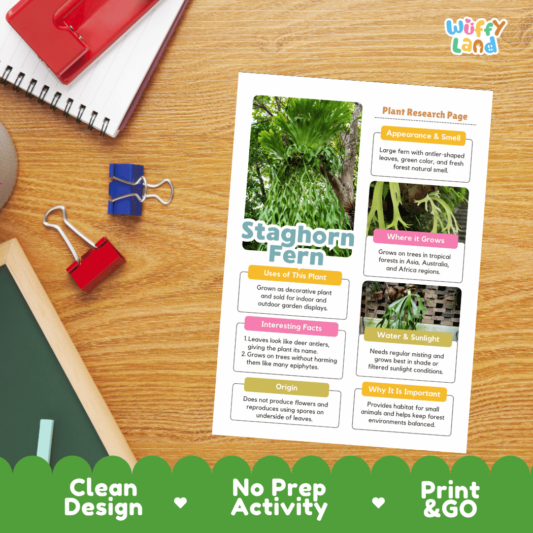 Staghorn Fern Plant Research Page Worksheets and Fact Sheet