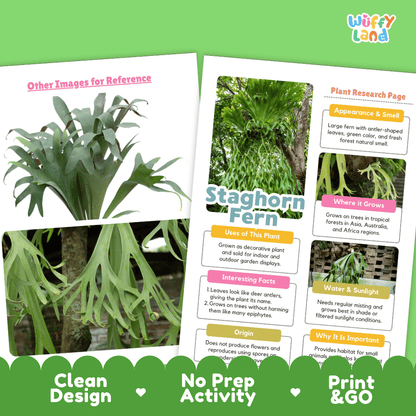 Staghorn Fern Plant Research Page Worksheets and Fact Sheet